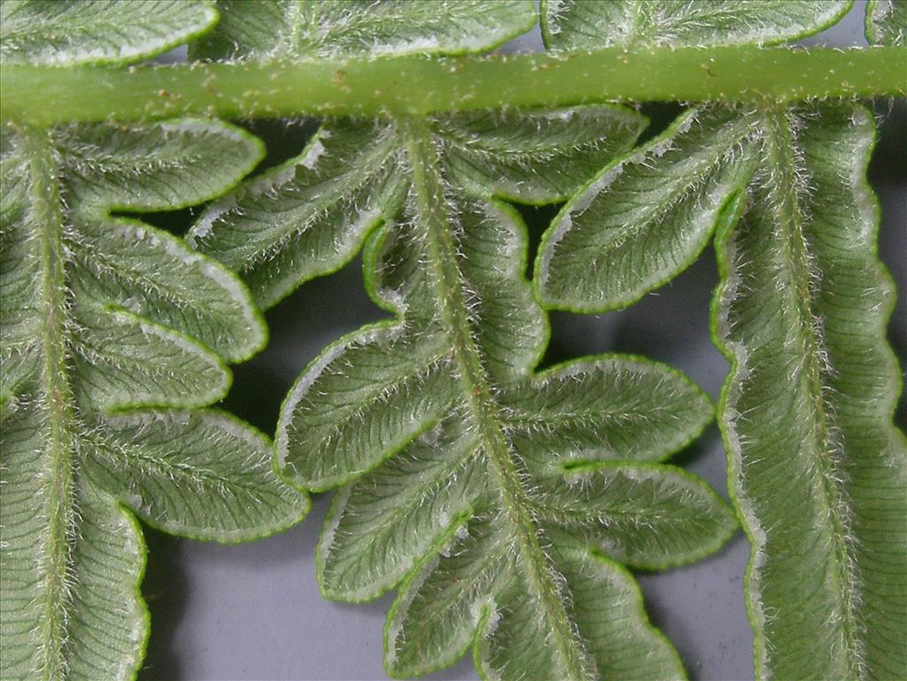 Pteridium aquilinum (door Arie van den Bremer)