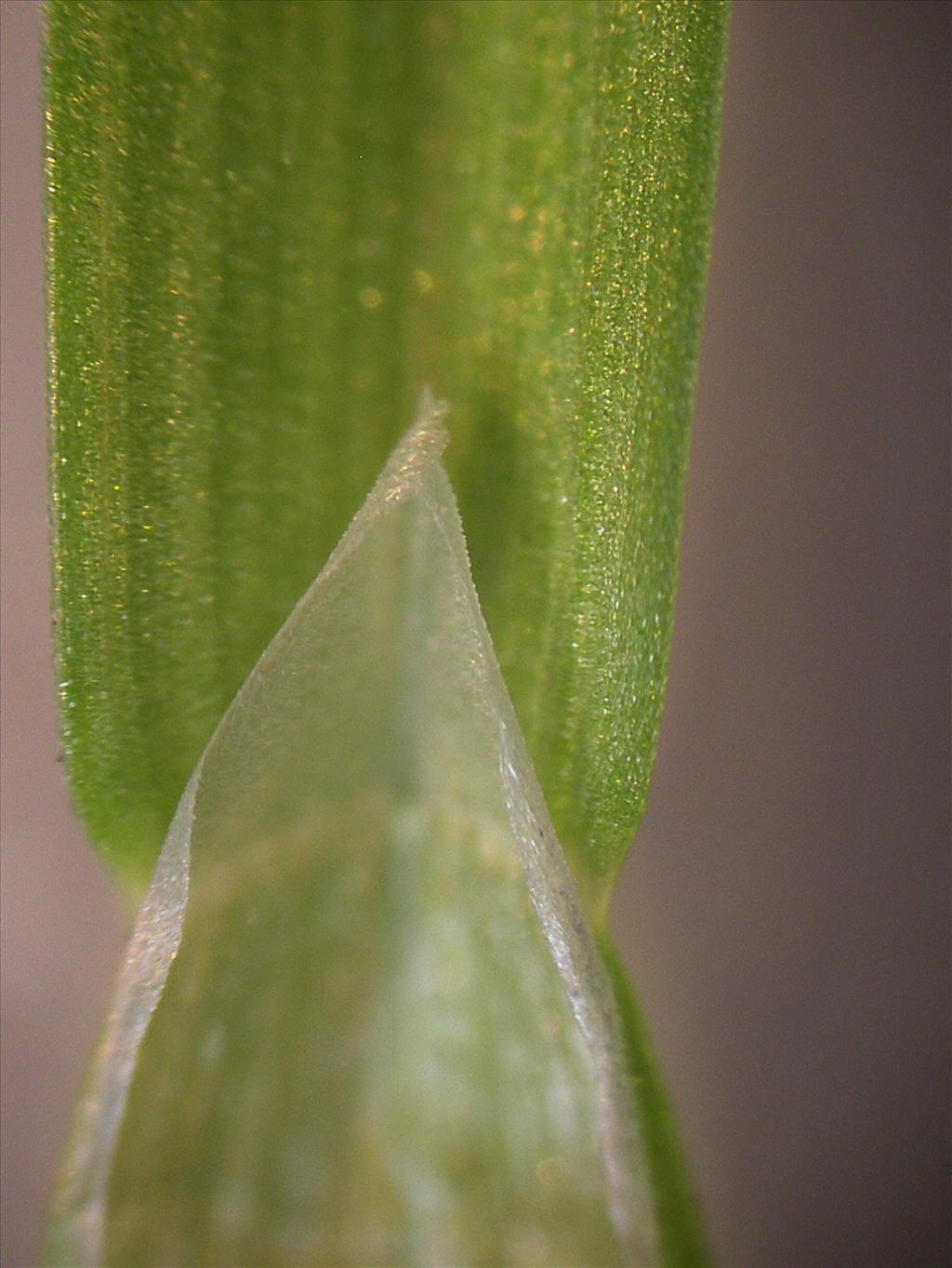 Catabrosa aquatica (door Arie van den Bremer)