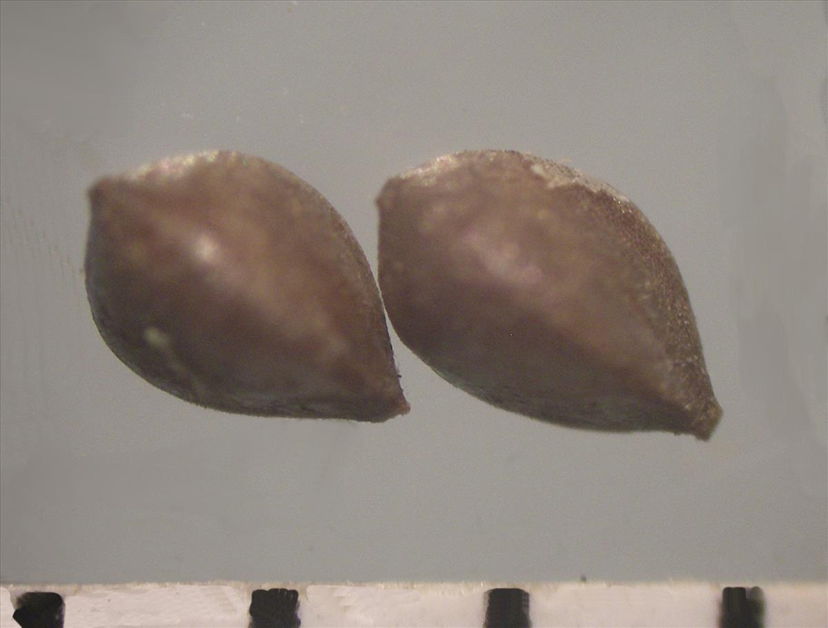 Carex pendula (door Arie van den Bremer)