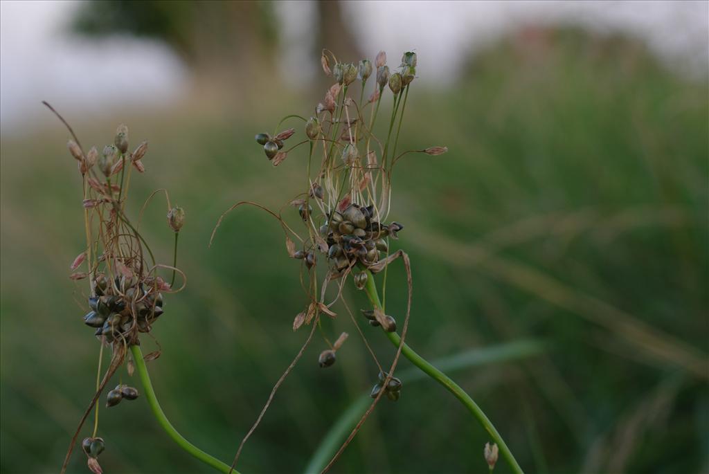 Allium oleraceum (door Pieter van Rijswijk)