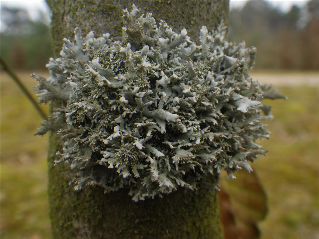 Pseudevernia furfuracea (door Arie van den Bremer)