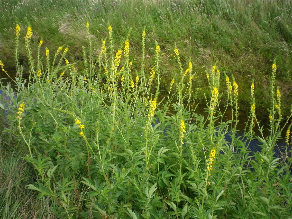 Agrimonia procera (door Gertie Papenburg)