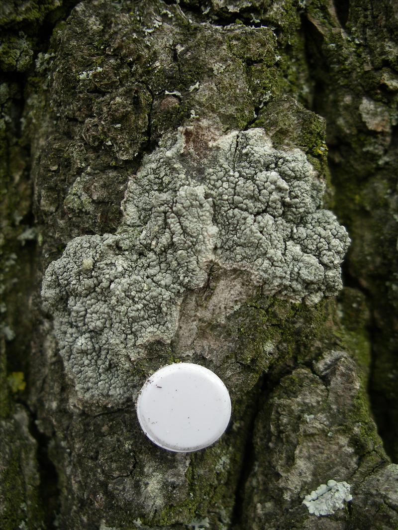 Pertusaria pertusa (door Arie van den Bremer)