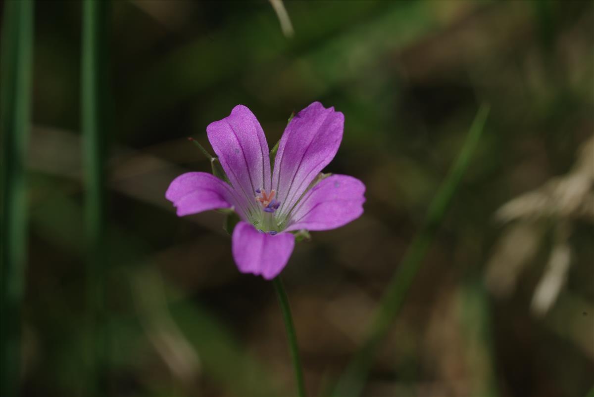 Geranium columbinum (door Pieter van Rijswijk)