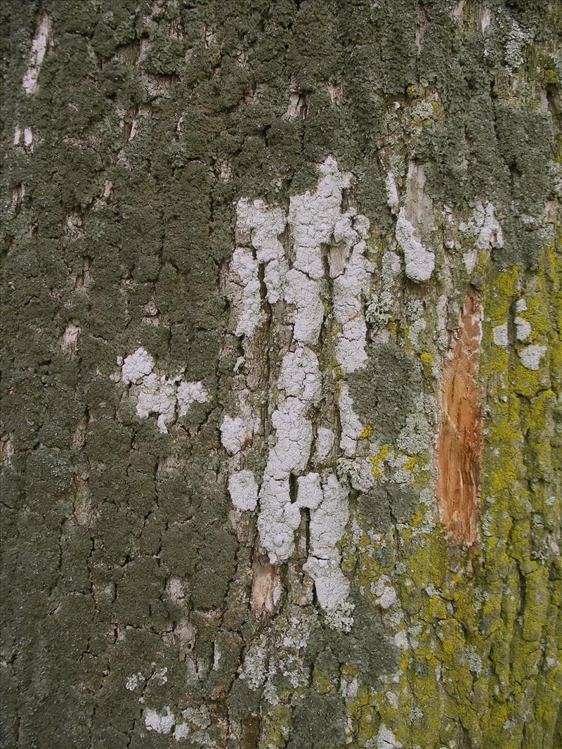 Pertusaria amara (door Arie van den Bremer)