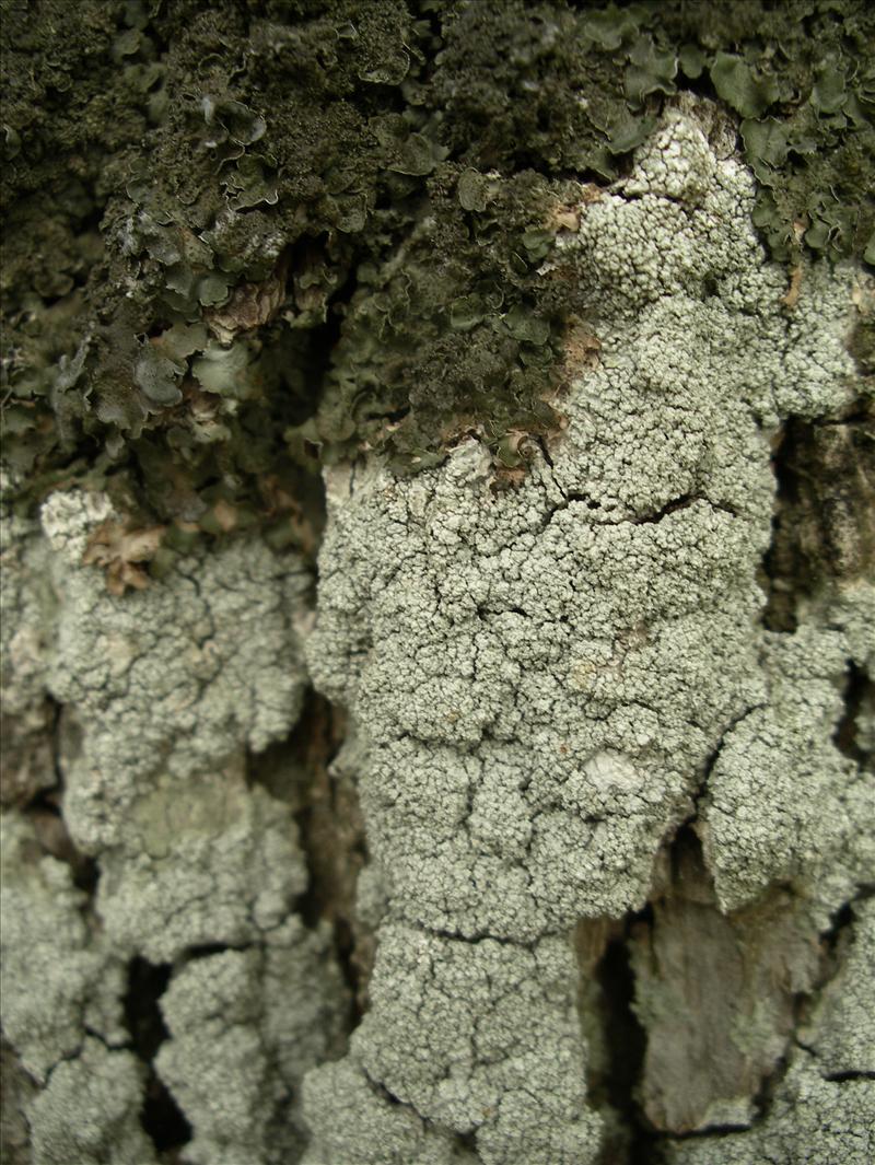 Pertusaria amara (door Arie van den Bremer)