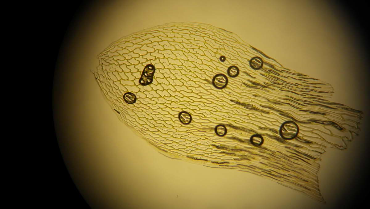 Sphagnum rubellum (door Menno van den Bos)