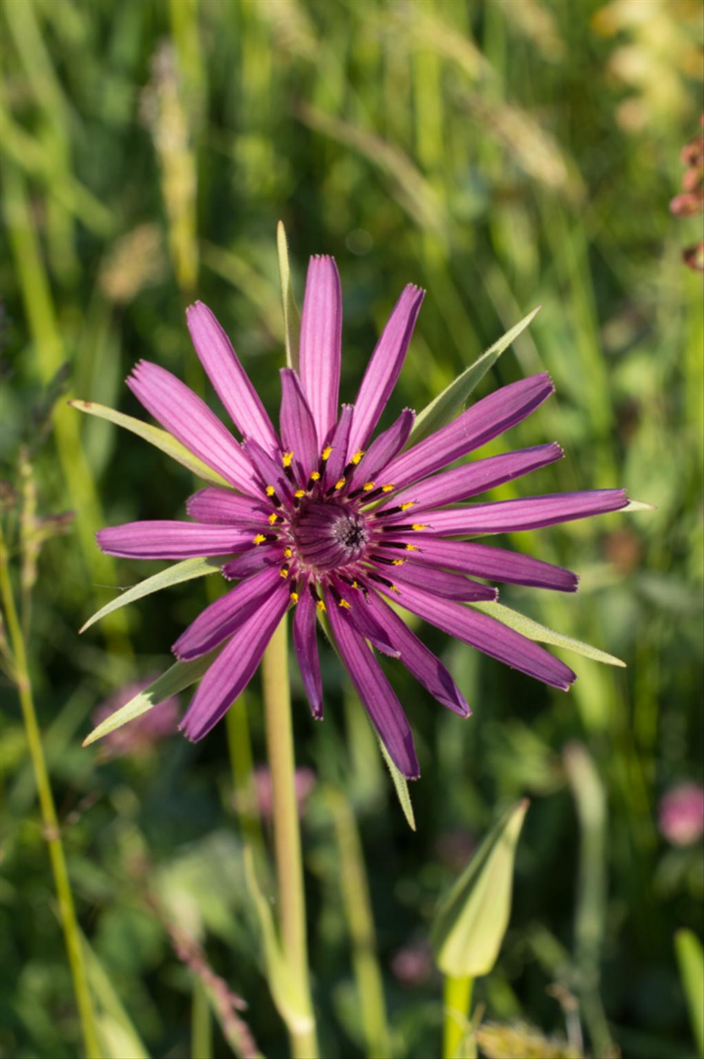 Tragopogon porrifolius (door Bert Lanjouw)