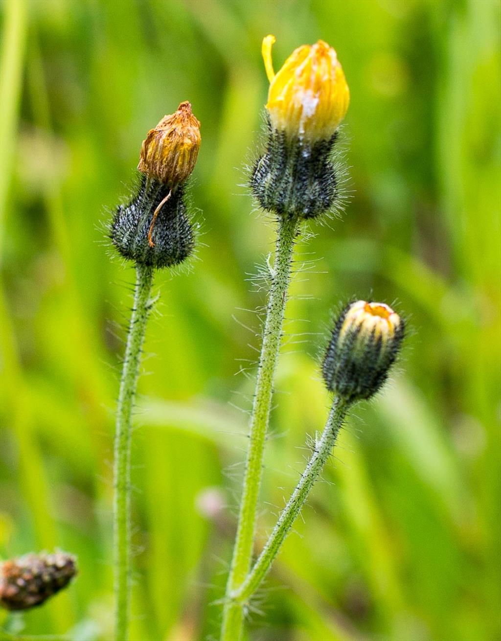 Pilosella x flagellaris (door Bert Lanjouw)