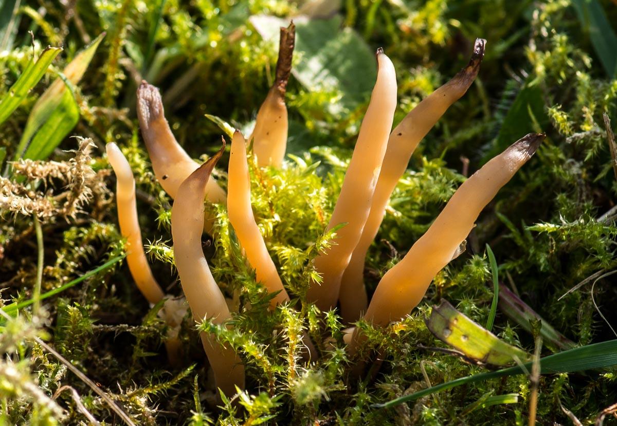 Clavaria fumosa (door Bert Lanjouw)