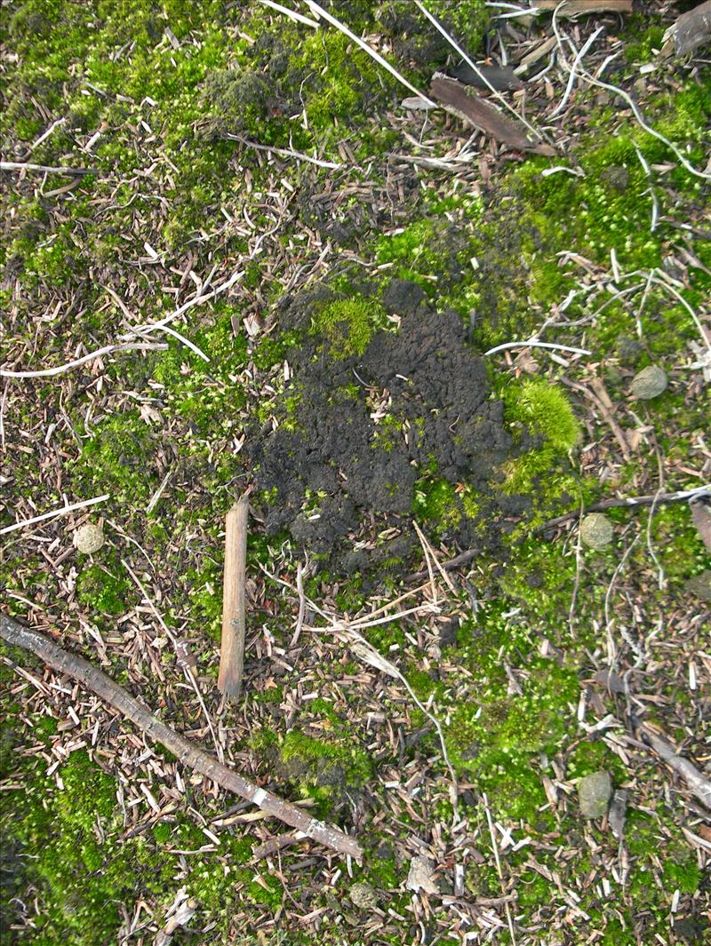 Placynthiella uliginosa (door Arie van den Bremer)