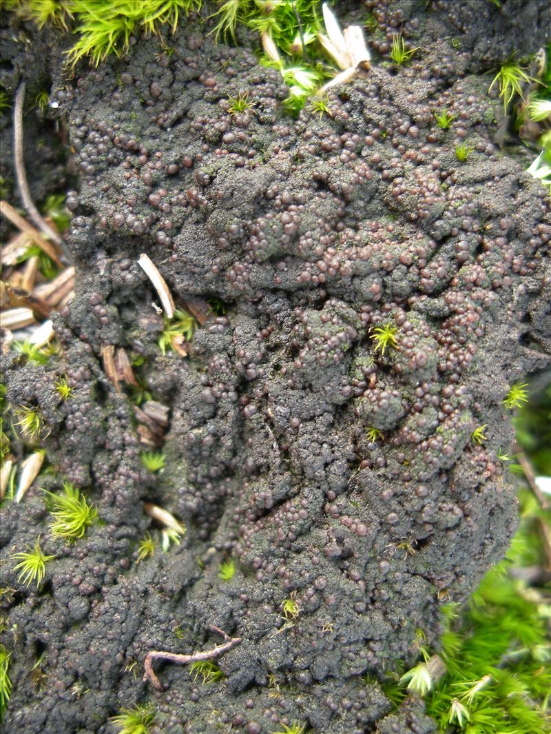 Placynthiella uliginosa (door Arie van den Bremer)