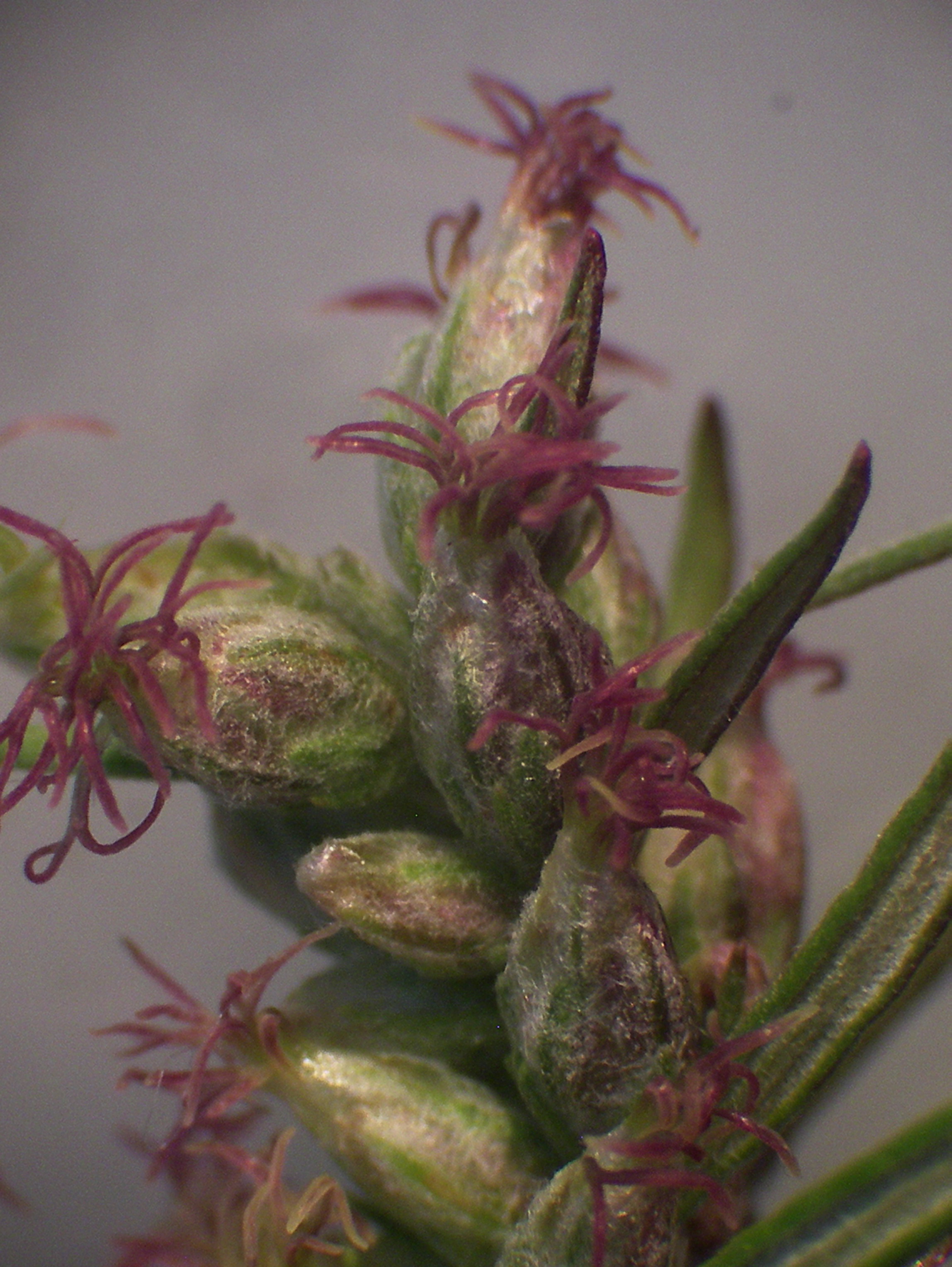 Artemisia verlotiorum (door Arie van den Bremer)