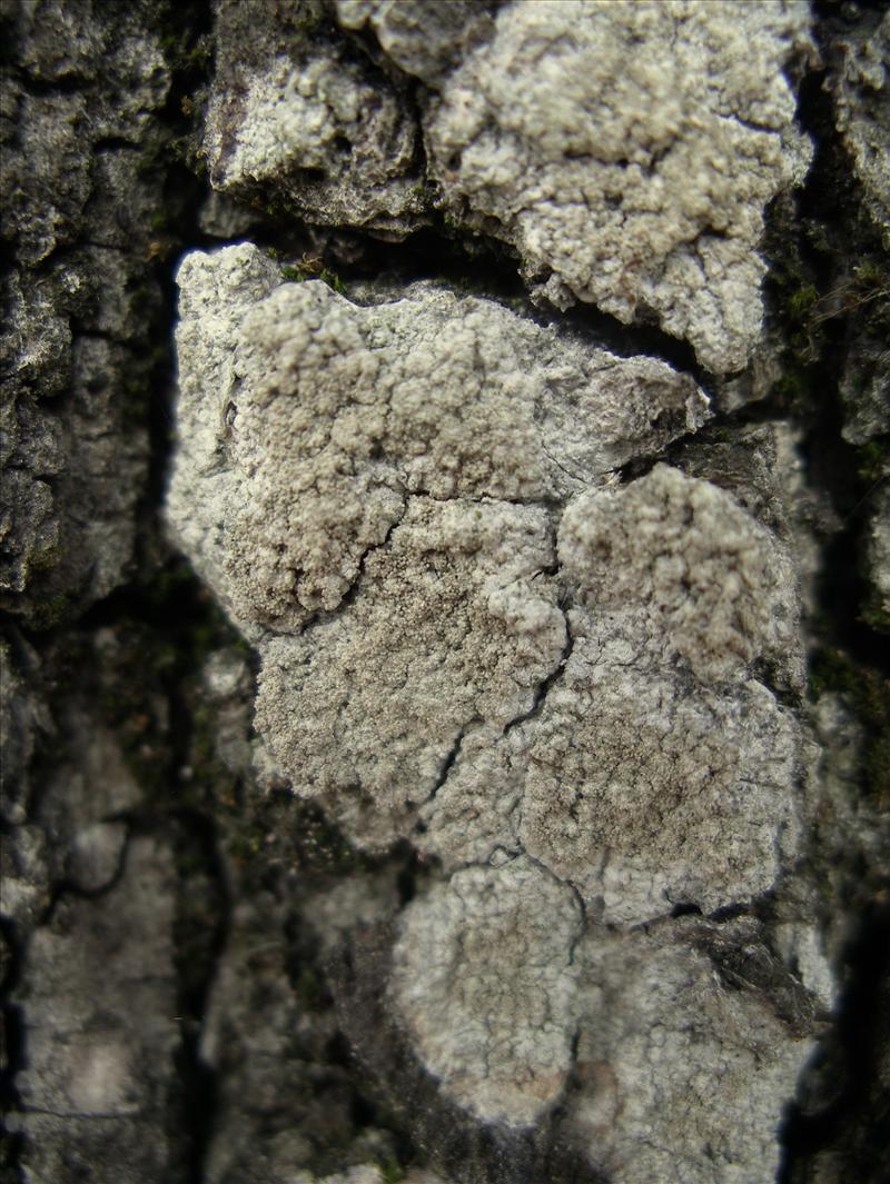 Pertusaria coccodes (door Arie van den Bremer)