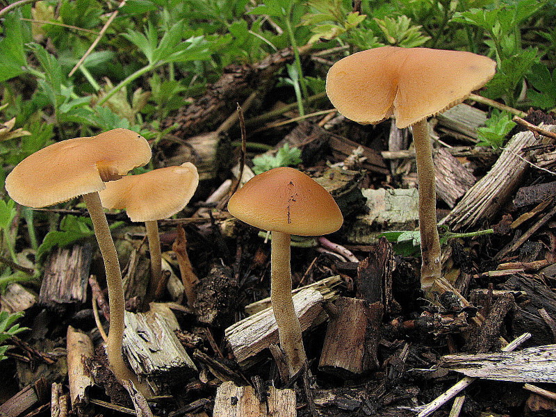 Agrocybe arvalis (door Dinant Wanningen)