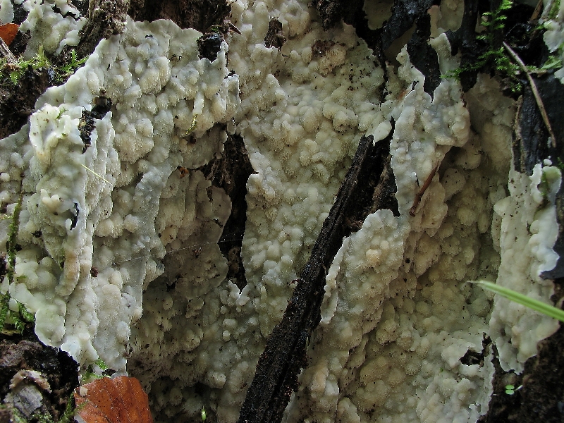 Physisporinus vitreus (door Dinant Wanningen)