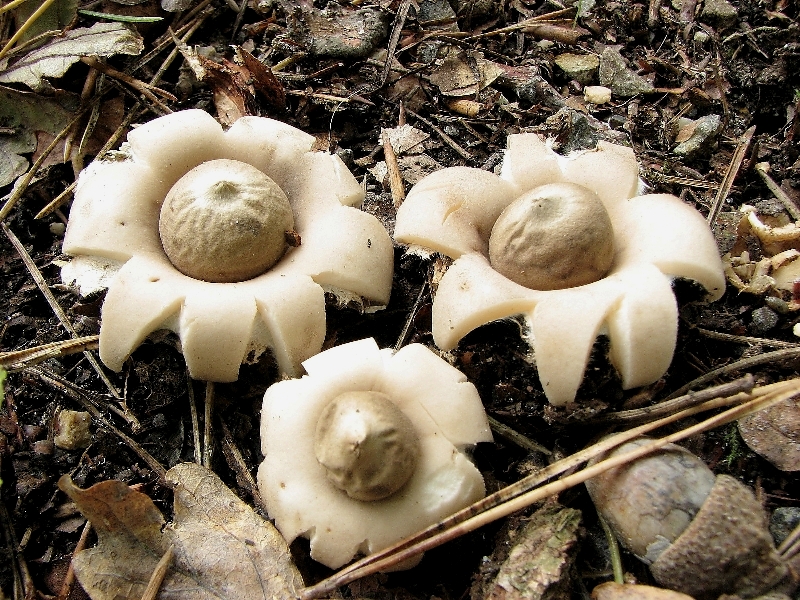 Geastrum fimbriatum (door Dinant Wanningen)