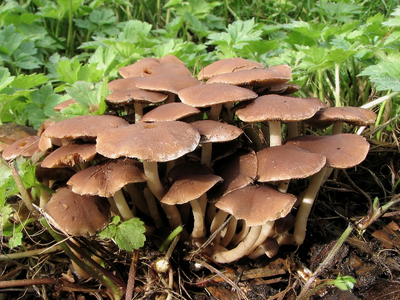 Psathyrella piluliformis (door Dinant Wanningen)