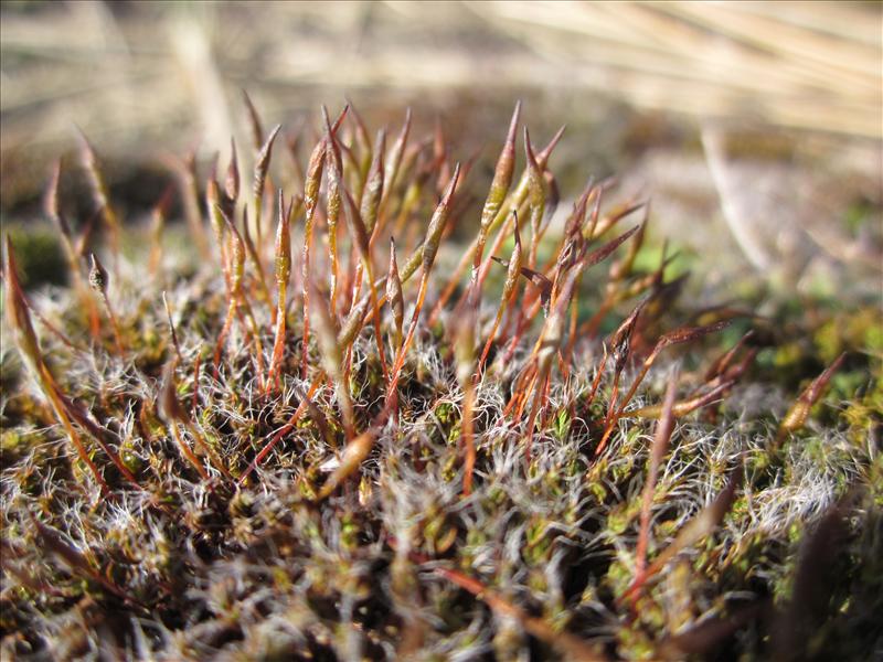 Syntrichia ruralis var. arenicola (door Koos van der Vaart)