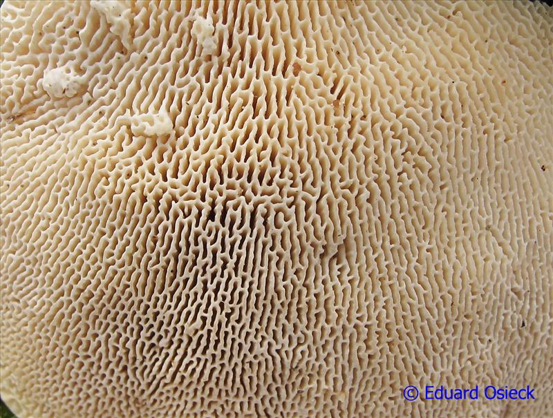 Trametes gibbosa (door Eduard Osieck)