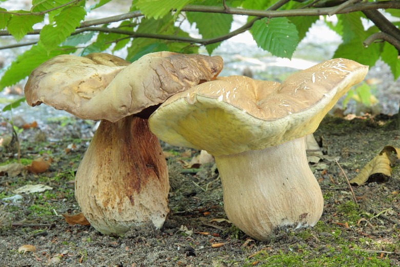 Boletus edulis (door Aldert Gutter)