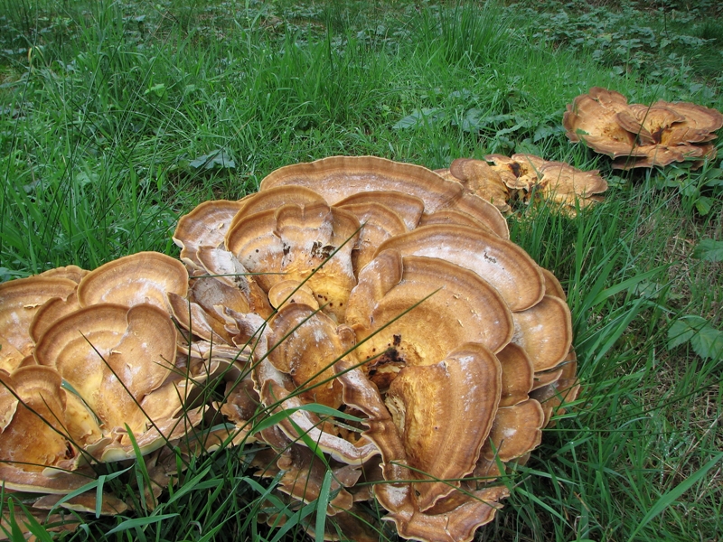 Meripilus giganteus (door Dinant Wanningen)