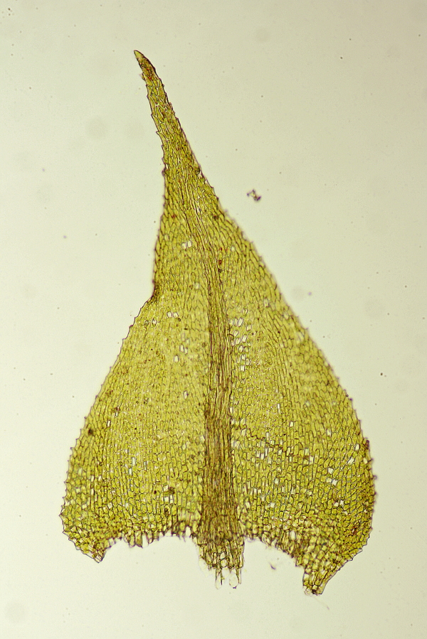 Cratoneuron filicinum (door Jan Kersten)