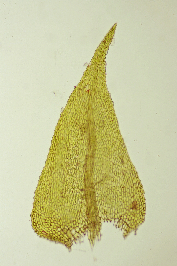 Cratoneuron filicinum (door Jan Kersten)