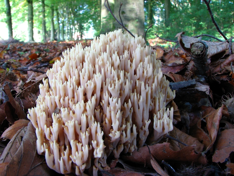 Ramaria stricta (door Dinant Wanningen)