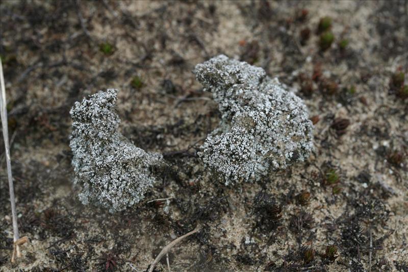 Stereocaulon condensatum (door Laurens Sparrius)