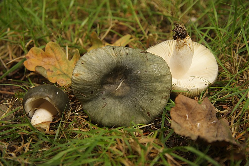 Russula virescens (door Aldert Gutter)