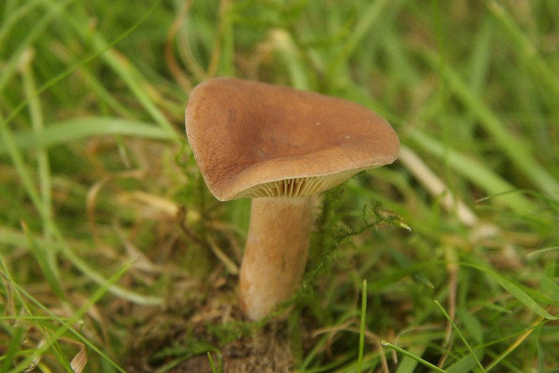 Lactarius serifluus (door Aldert Gutter)