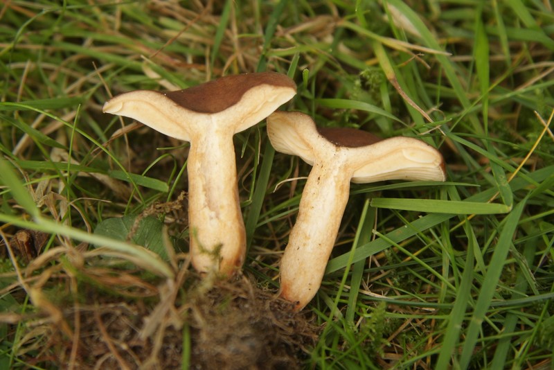 Lactarius serifluus (door Aldert Gutter)