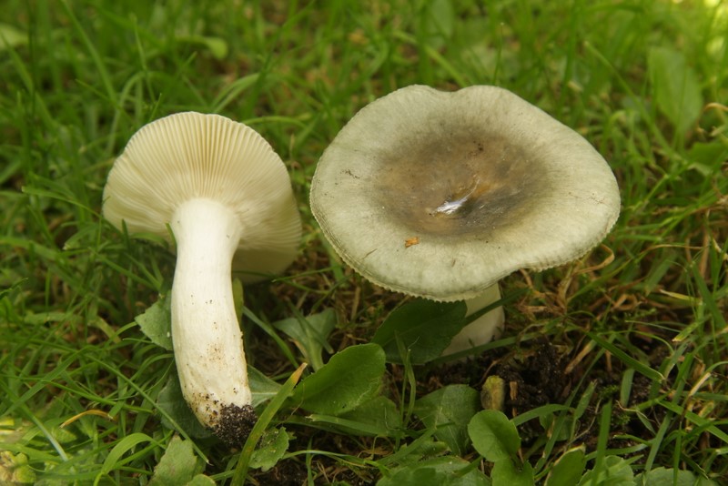 Russula grisea (door Aldert Gutter)