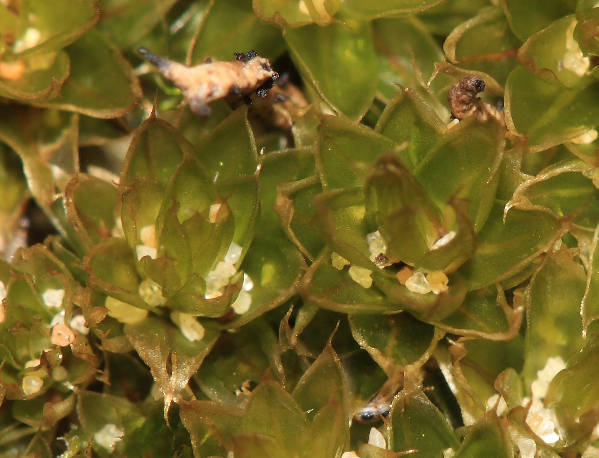 Bryum provinciale (door Arnold Wijker)