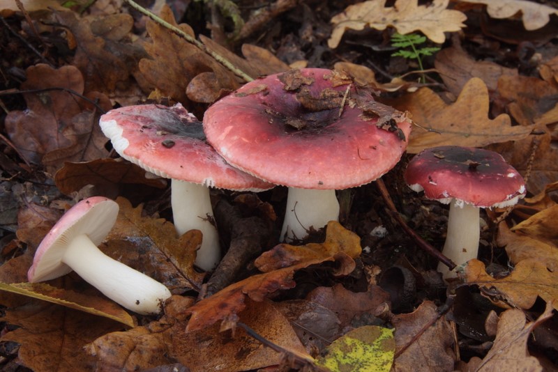 Russula fragilis (door Aldert Gutter)