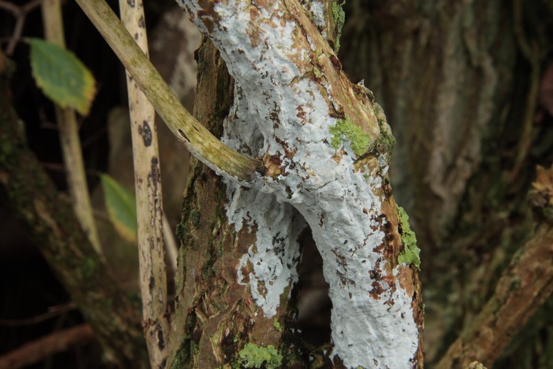 Hyphodontia sambuci (door Aldert Gutter)