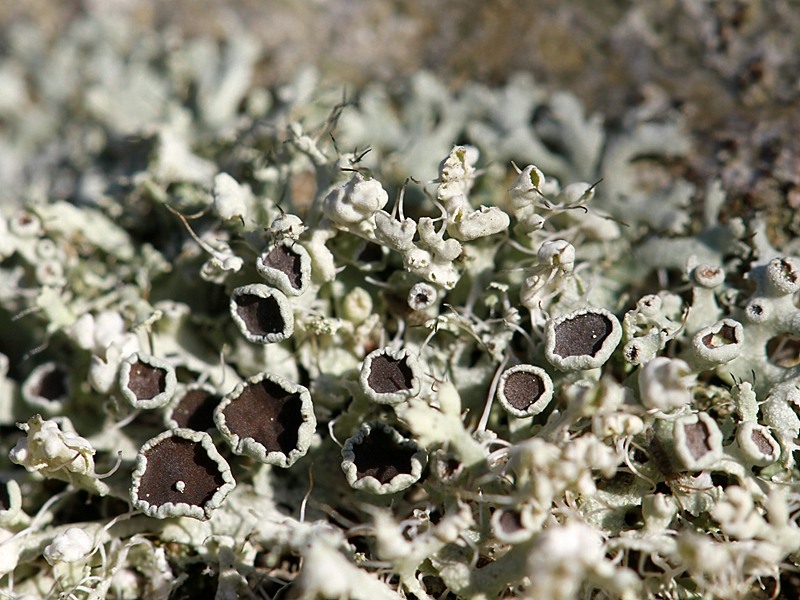 Physcia adscendens (door John van Roosmalen)