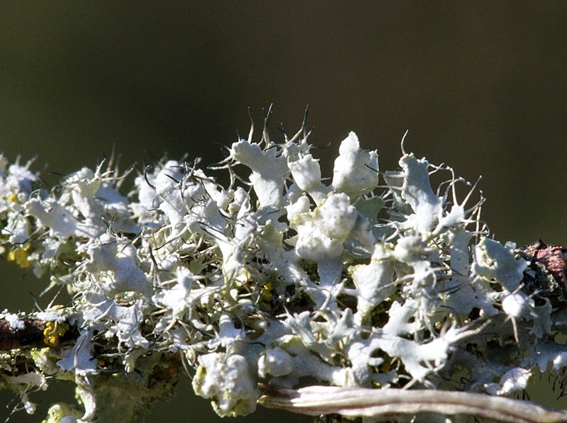 Physcia adscendens (door John van Roosmalen)