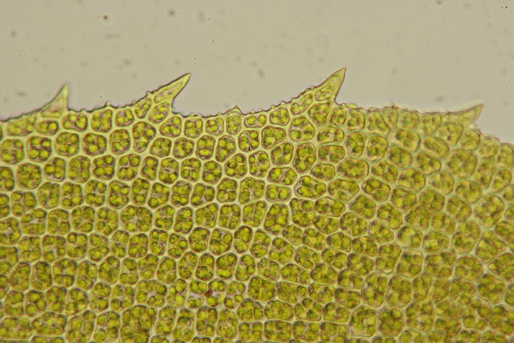 Leptodontium flexifolium (door Jan Kersten)