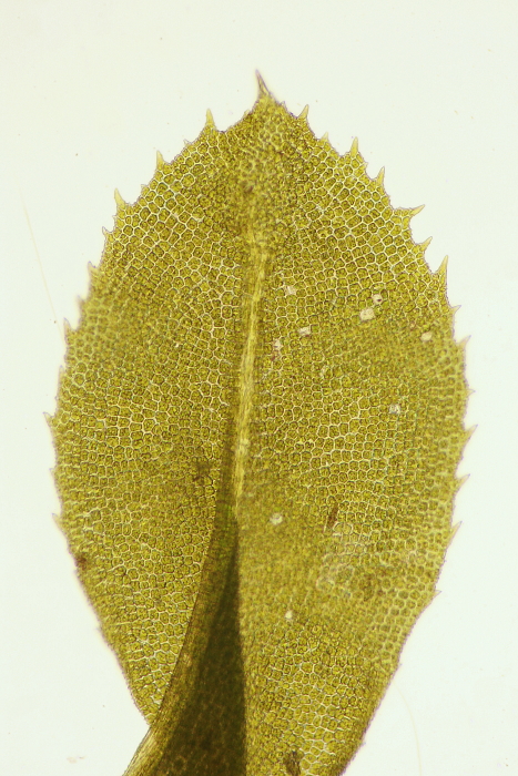 Leptodontium flexifolium (door Jan Kersten)