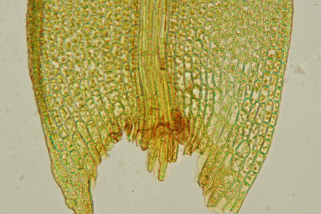 Leptodontium flexifolium (door Jan Kersten)