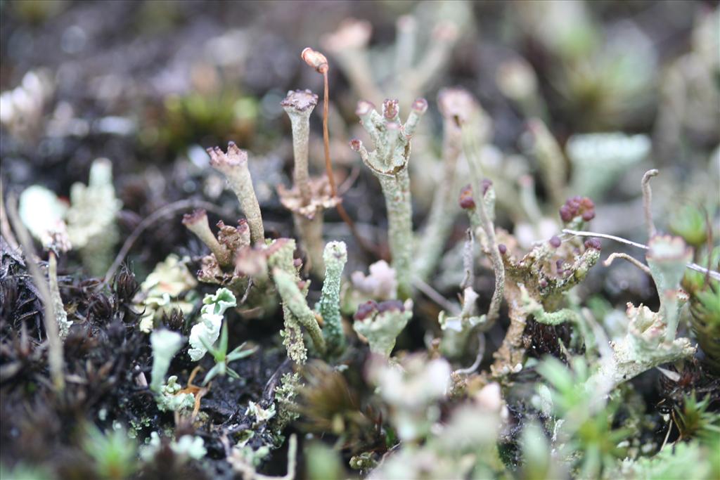 Cladonia phyllophora (door Laurens Sparrius)