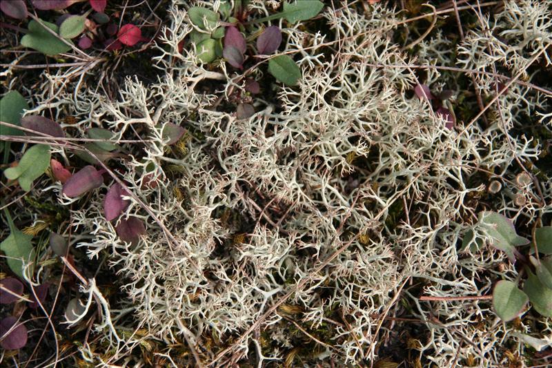 Cladonia ciliata (door Laurens Sparrius)