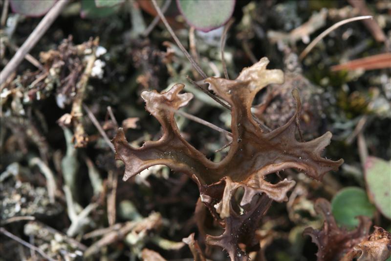 Cetraria islandica (door Laurens Sparrius)