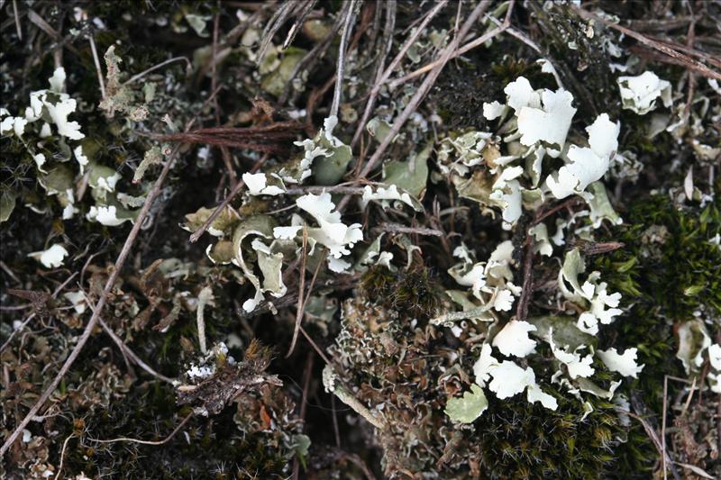 Cladonia foliacea (door Laurens Sparrius)