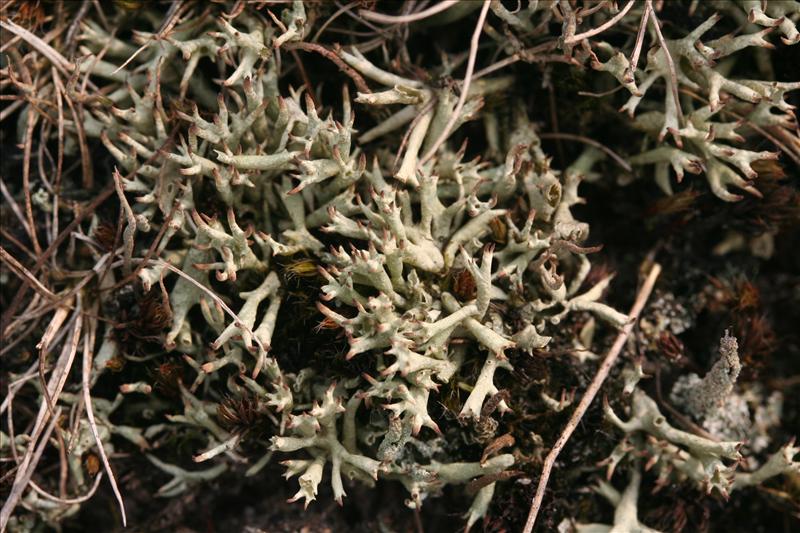 Cladonia uncialis (door Laurens Sparrius)