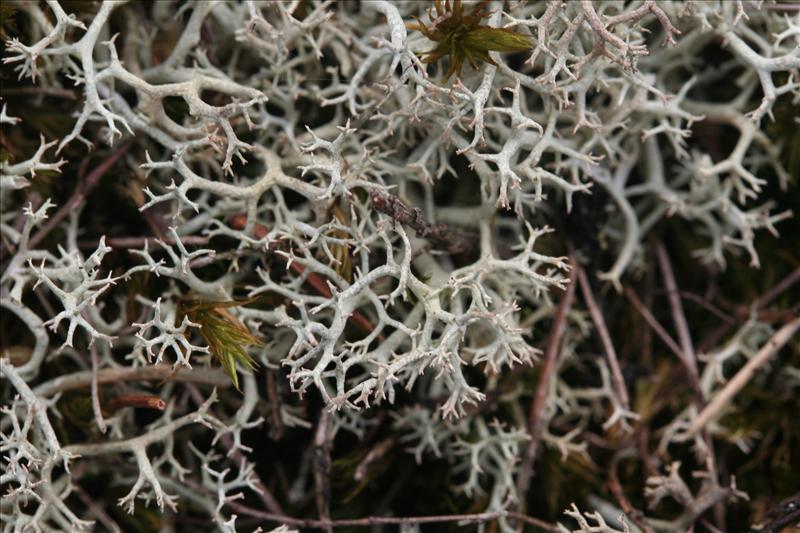 Cladonia portentosa (door Laurens Sparrius)
