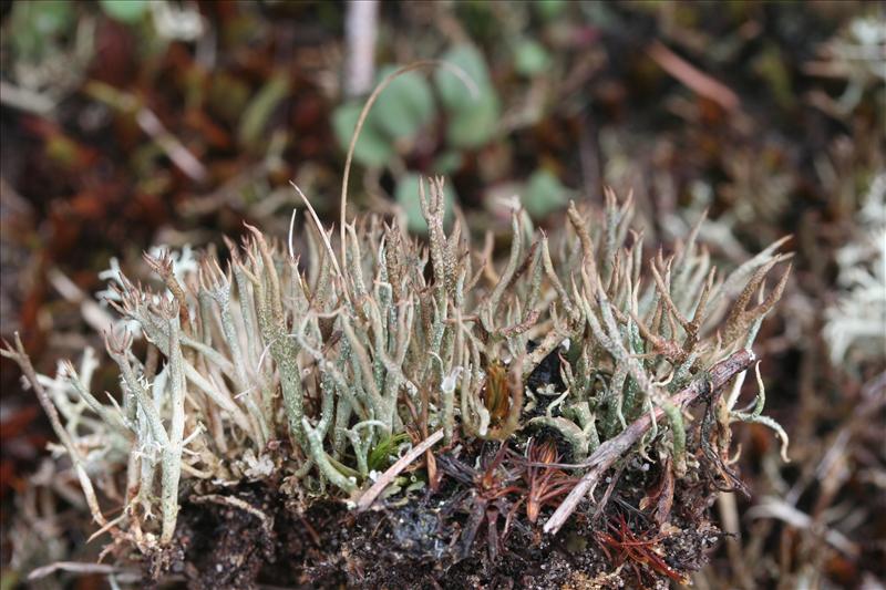 Cladonia crispata (door Laurens Sparrius)