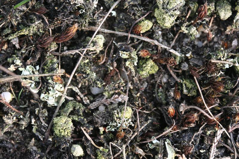 Micarea leprosula (door Laurens Sparrius)